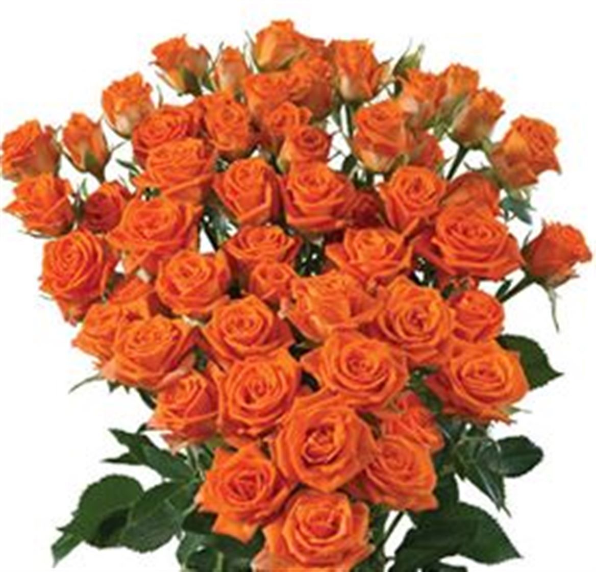 Rosa Spray Picanto Megaspin