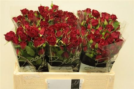 Rosa Spray Rubicon