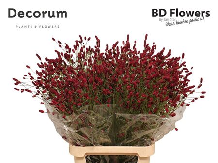 Sanguisorba Oriental Dream