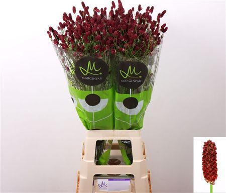 Sanguisorba Red Dream