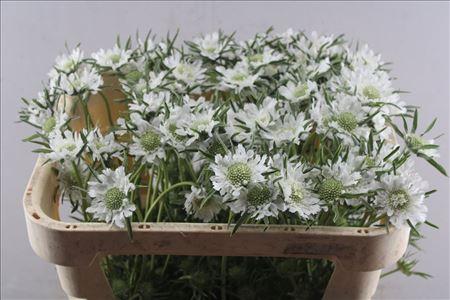 Scabiosa Anika