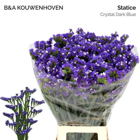 Statice Crystal Dark Blue