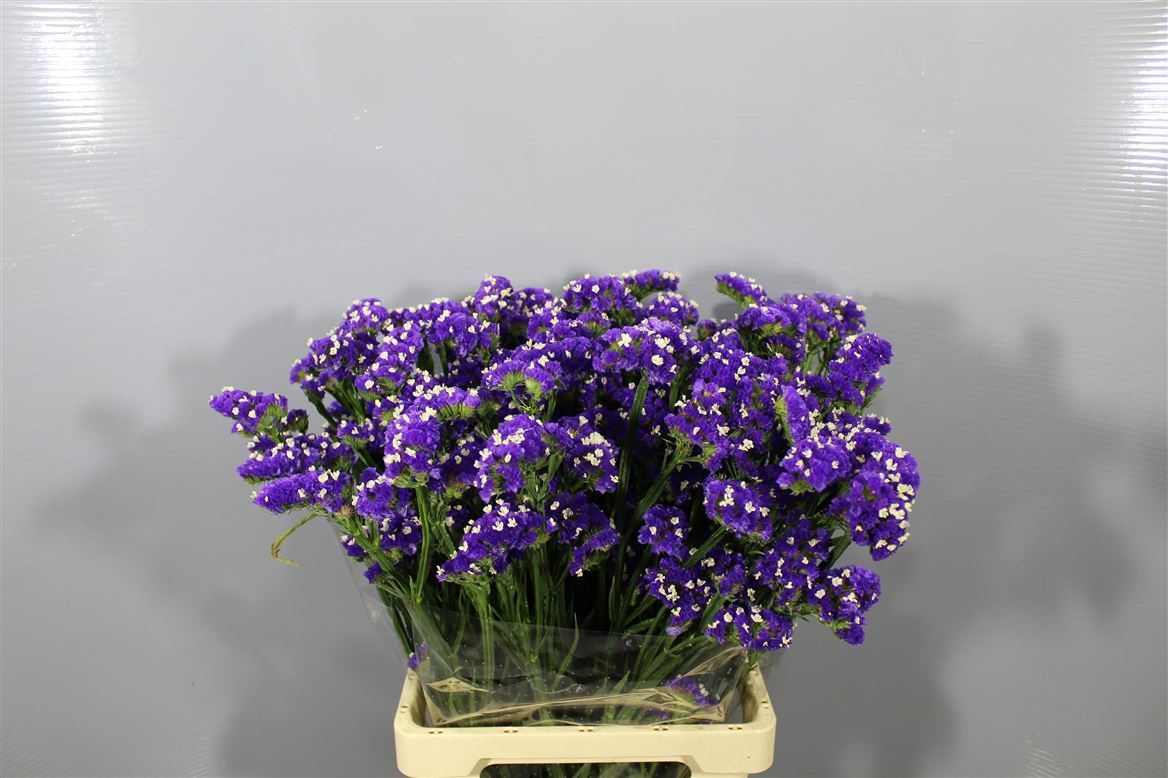 Statice Crystal Dark Blue