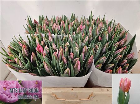 Tulipa Si Pretty Princess