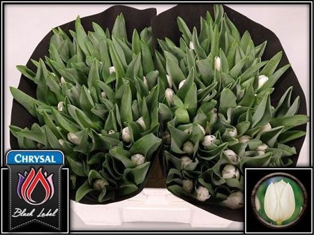 Tulipa Si Royal Virgin