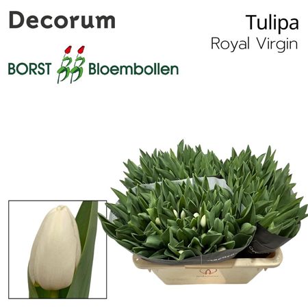 Tulipa Si Royal Virgin