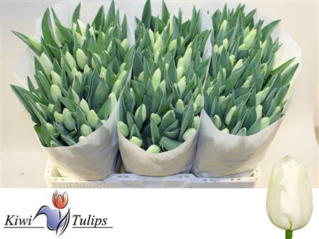 Tulipa Si Snowboard