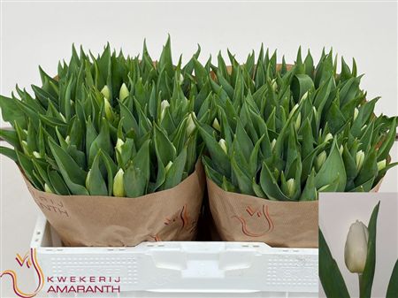 Tulipa Si White Prince