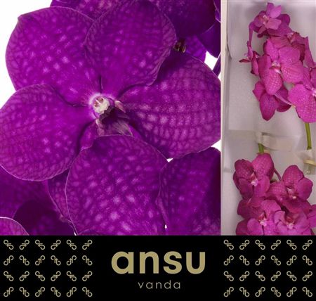 Vanda Nitaya Raspberry Cerise