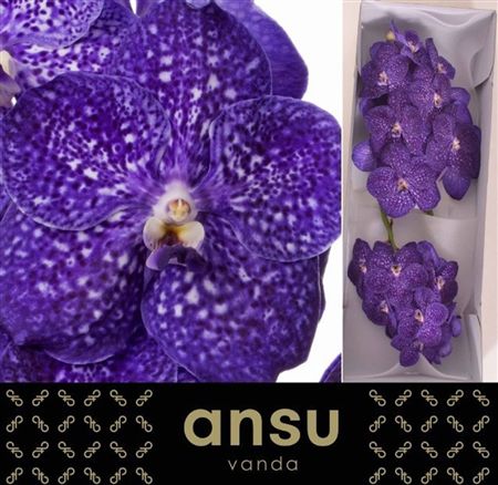 Vanda Nitaya Tweed Blue