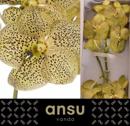 Vanda Sunanda Cheetah Citron