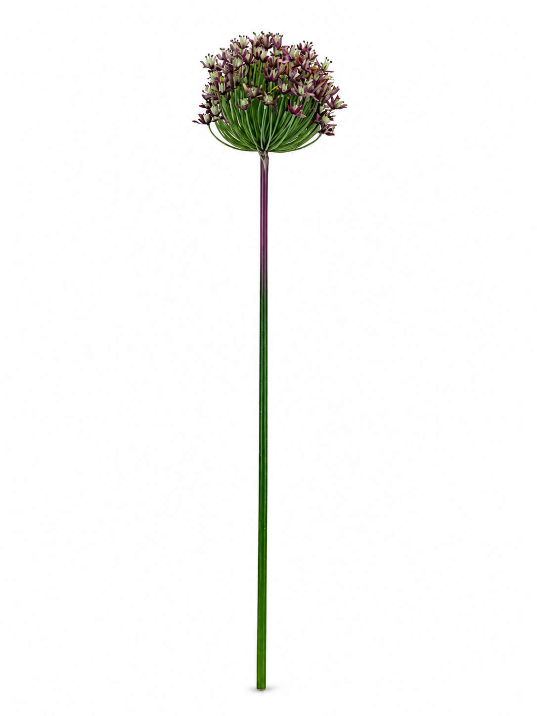 Art. Ramo Agapanthus 87cm - Pink