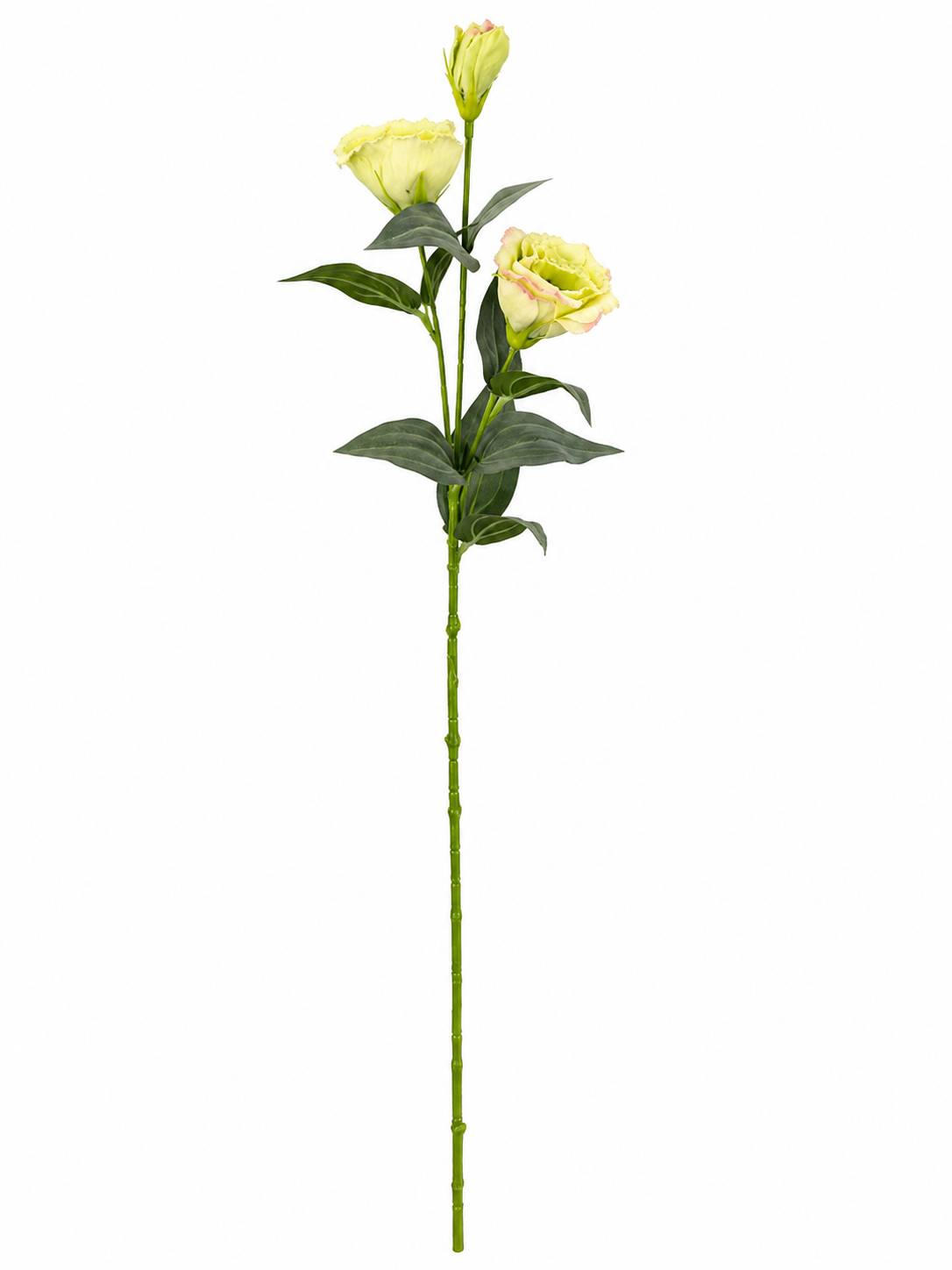 Art. Ramo Lisianthus X2 Cm70 Green