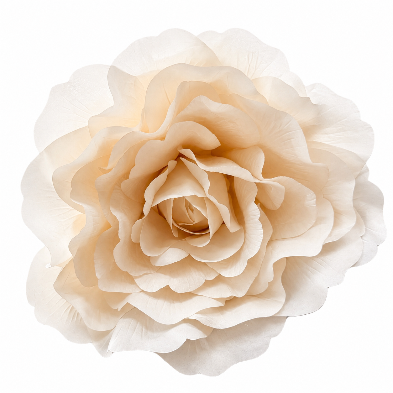 Art. Testa Rosa Xxl 55x55cm - Cream