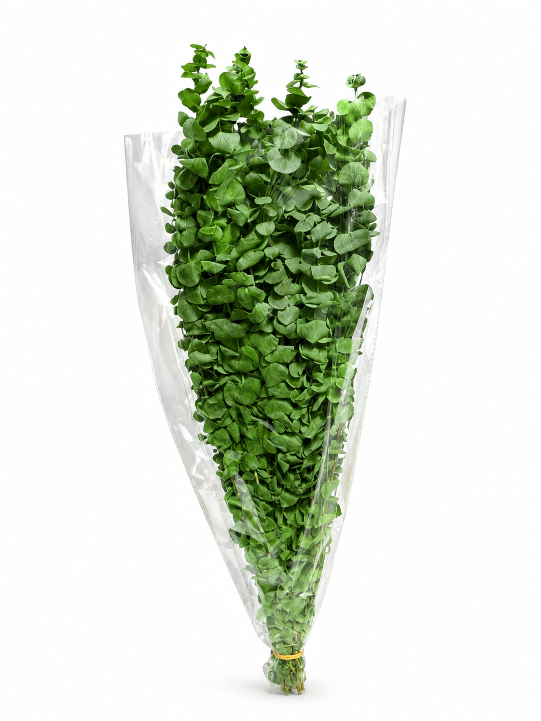 Preserved Eucalyptus Baby Blu - Apple Green 150gr