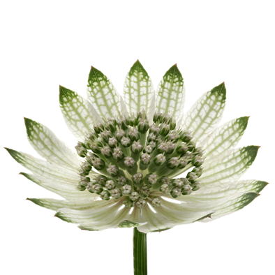 Astrantia Billion Stars Xl
