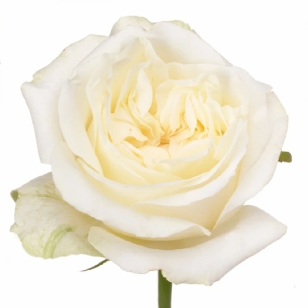 Rosa La Chic White!