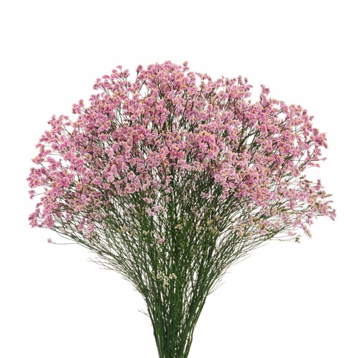 Limonium Pink
