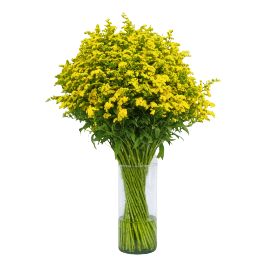 Solidago Golden Glory