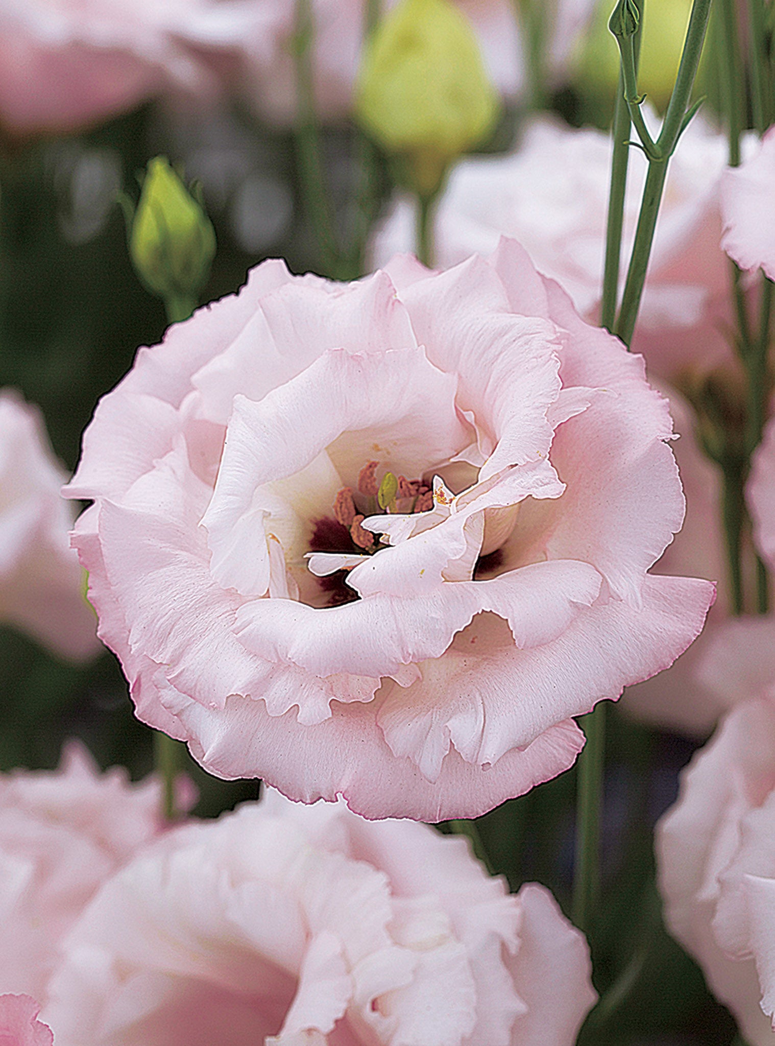 Lisianthus Corelli Light Pink