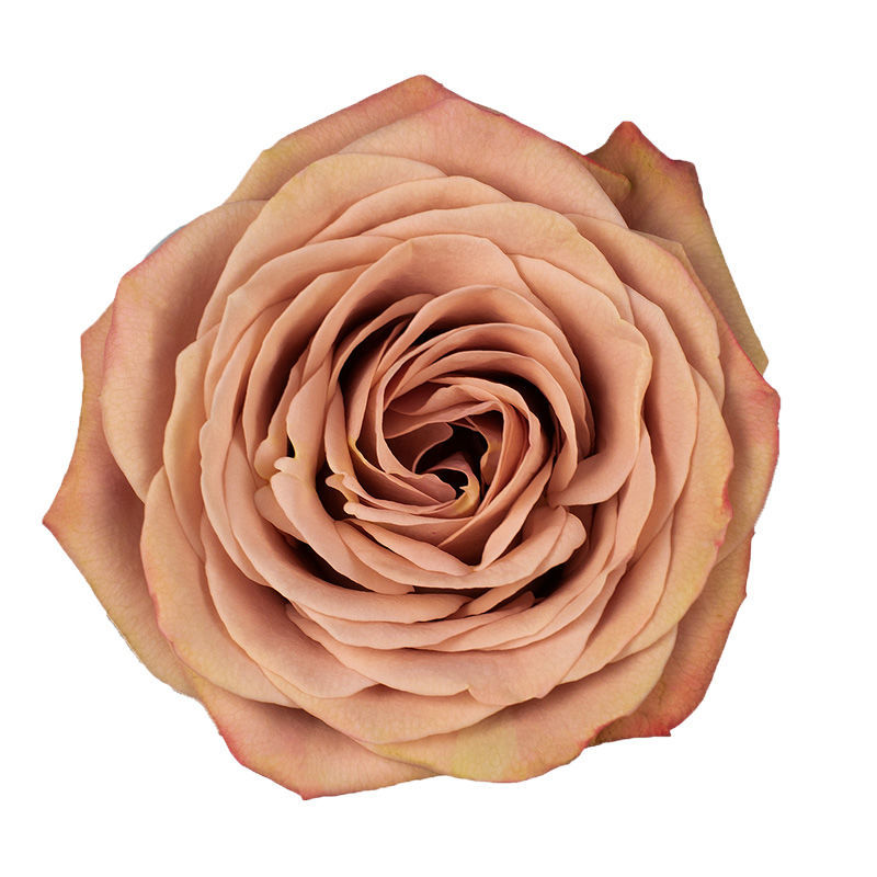 Rosa Large Cappuccino