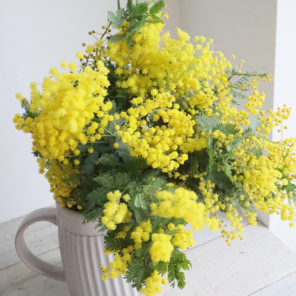 Mimosa Baby Moon