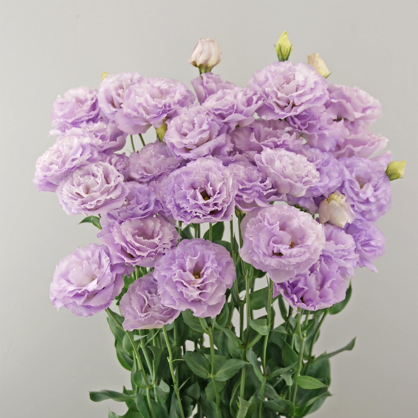 Lisianthus Du Corelli Lavender