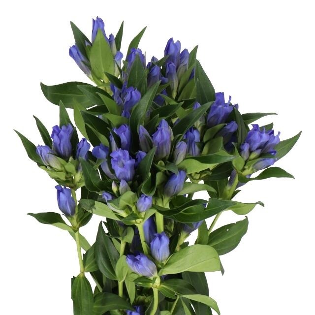 Gentiana Sky