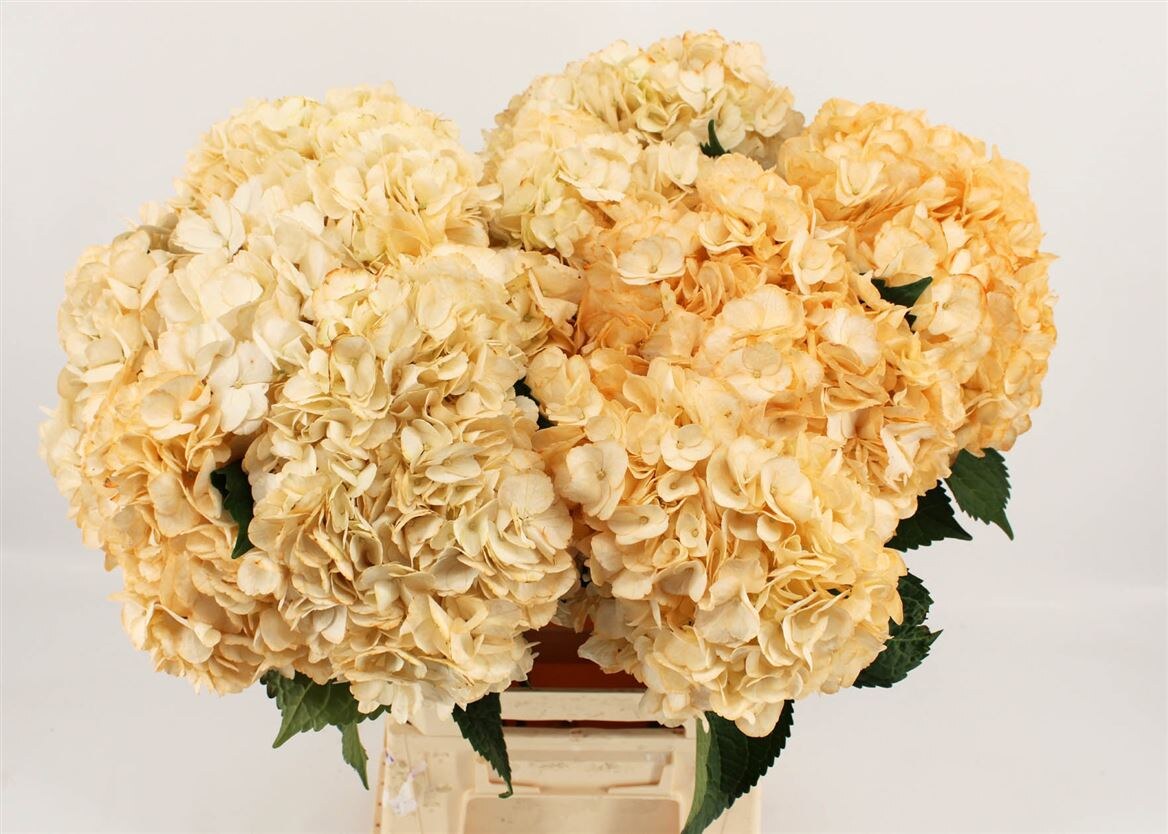 Hydrangea Light Coffe