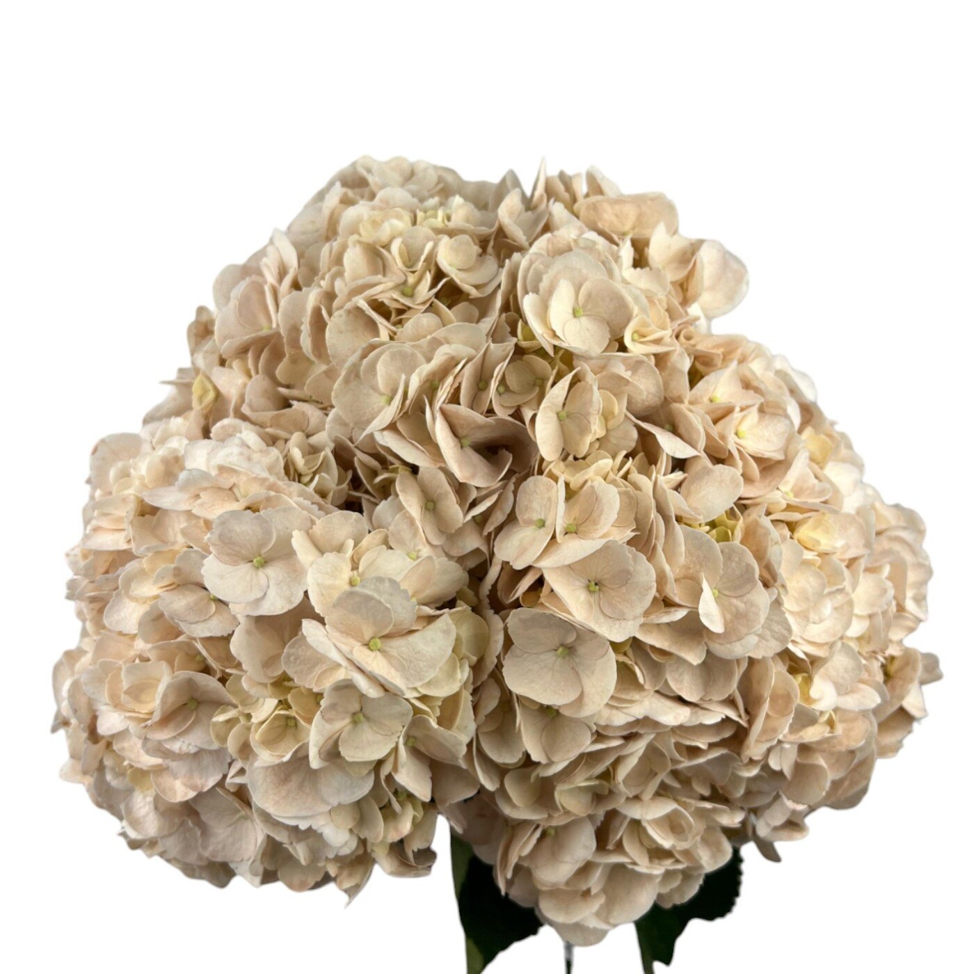 Hydrangea Nude Premium