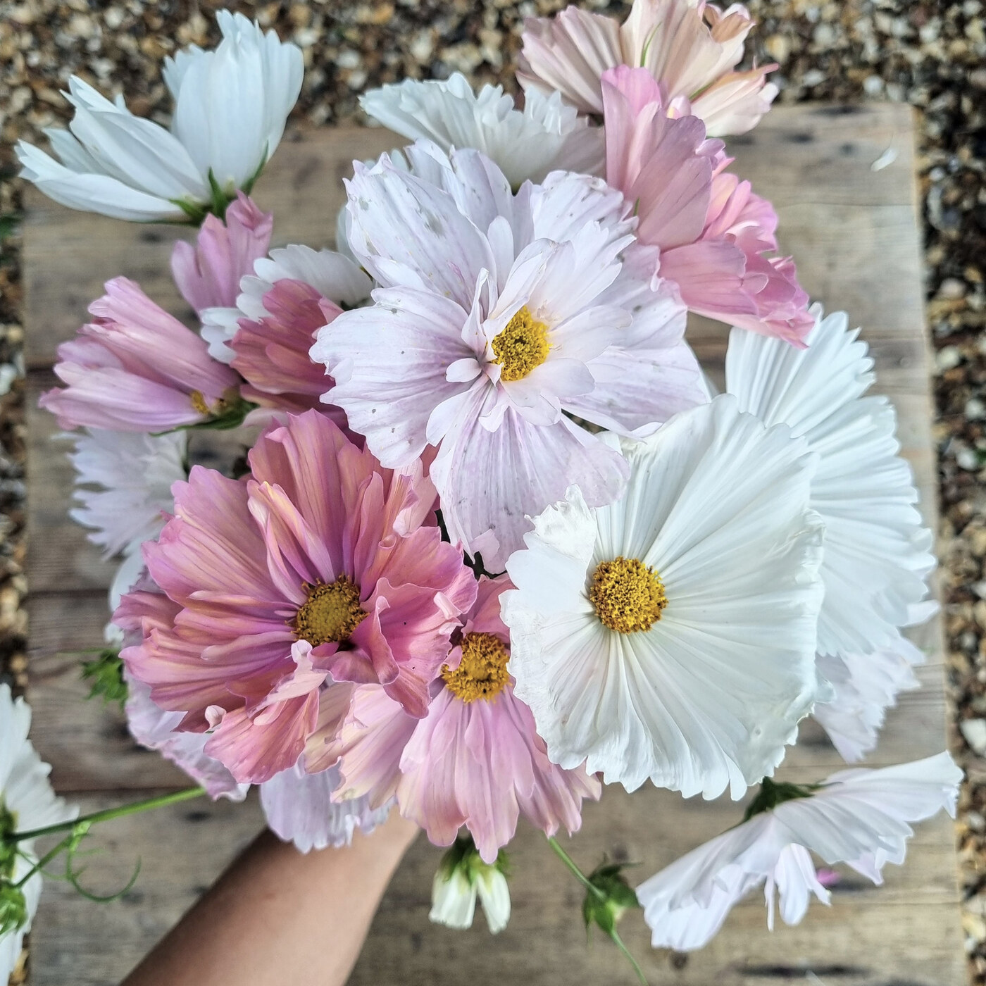 Cosmos Bipinnatus