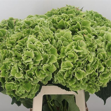 Hydr Ma Emerald