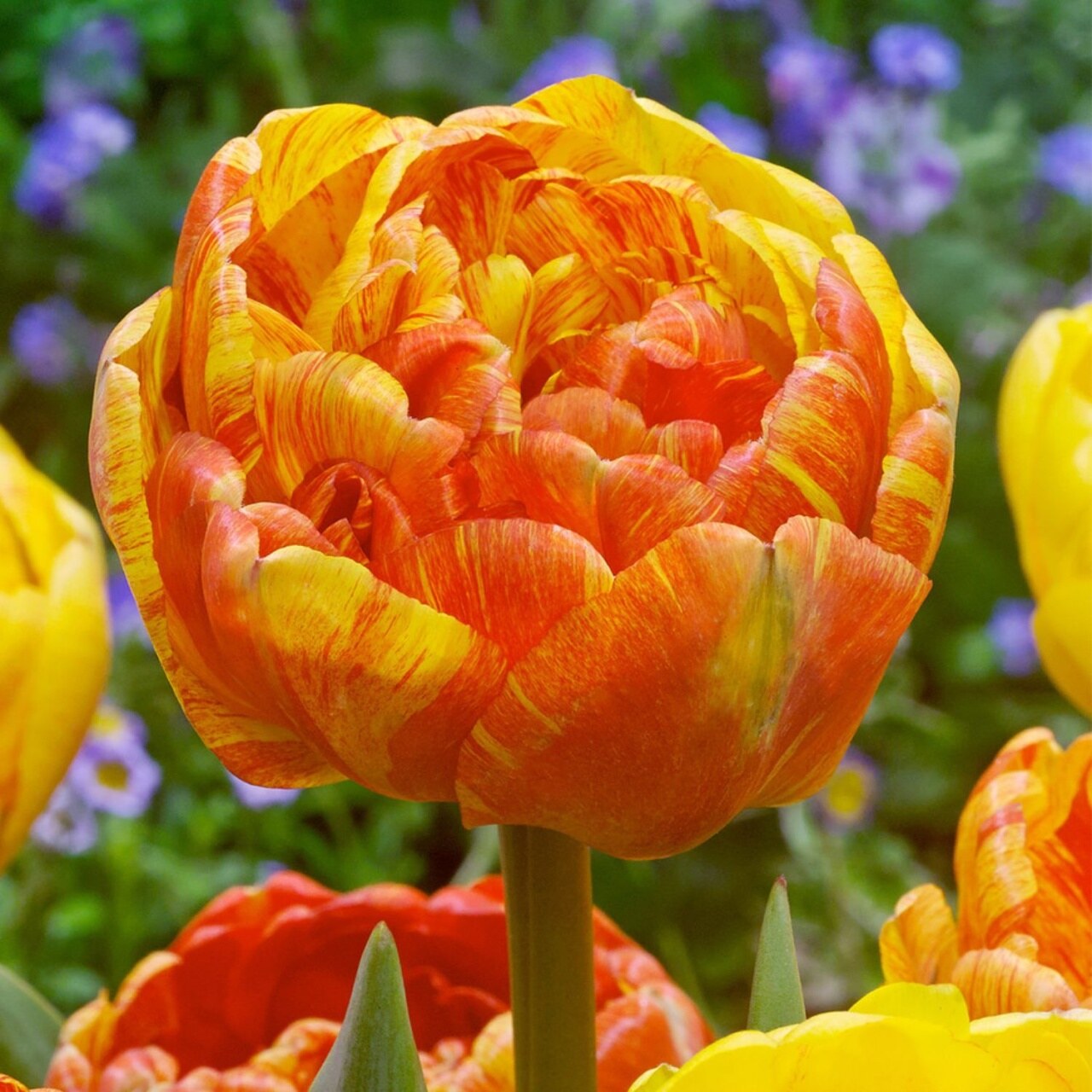 Tulipa Double Springfield