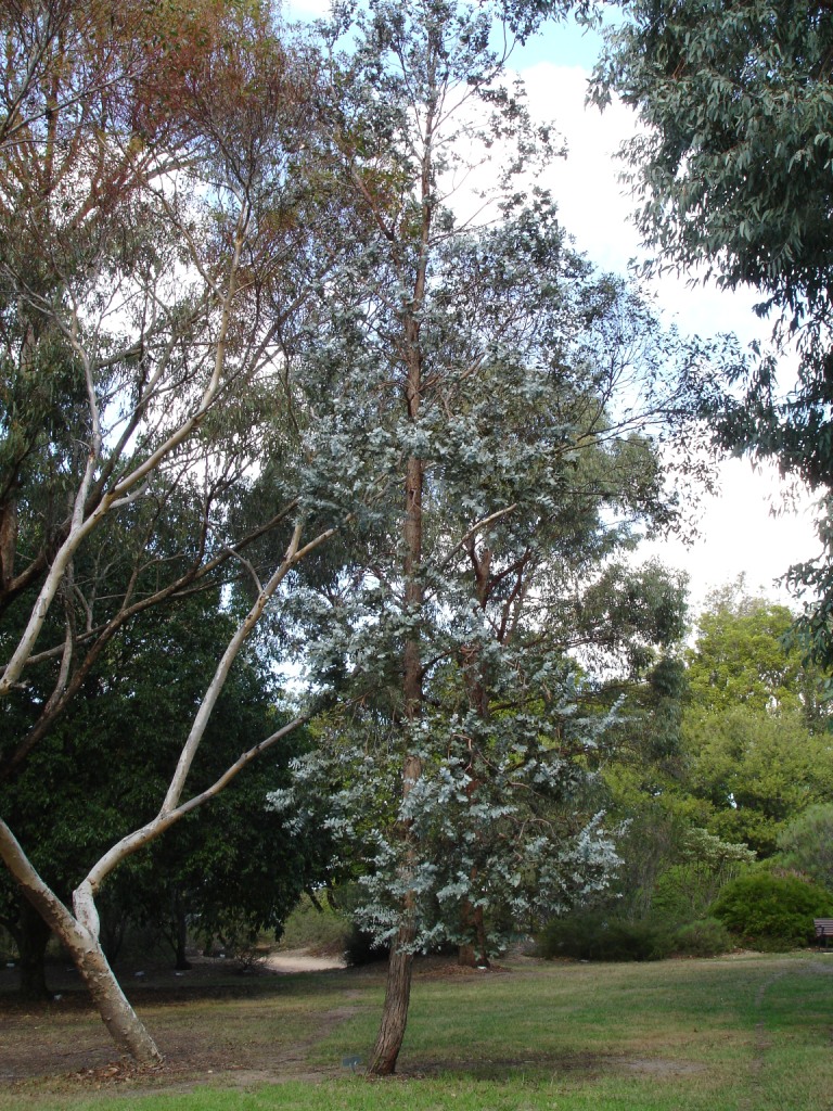 Verde Eucaliptus Cinerea (+)