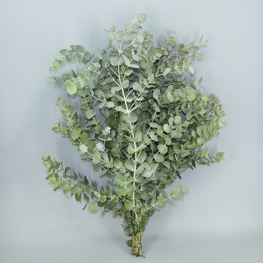 Verde Eucaliptus Cinerea (+)