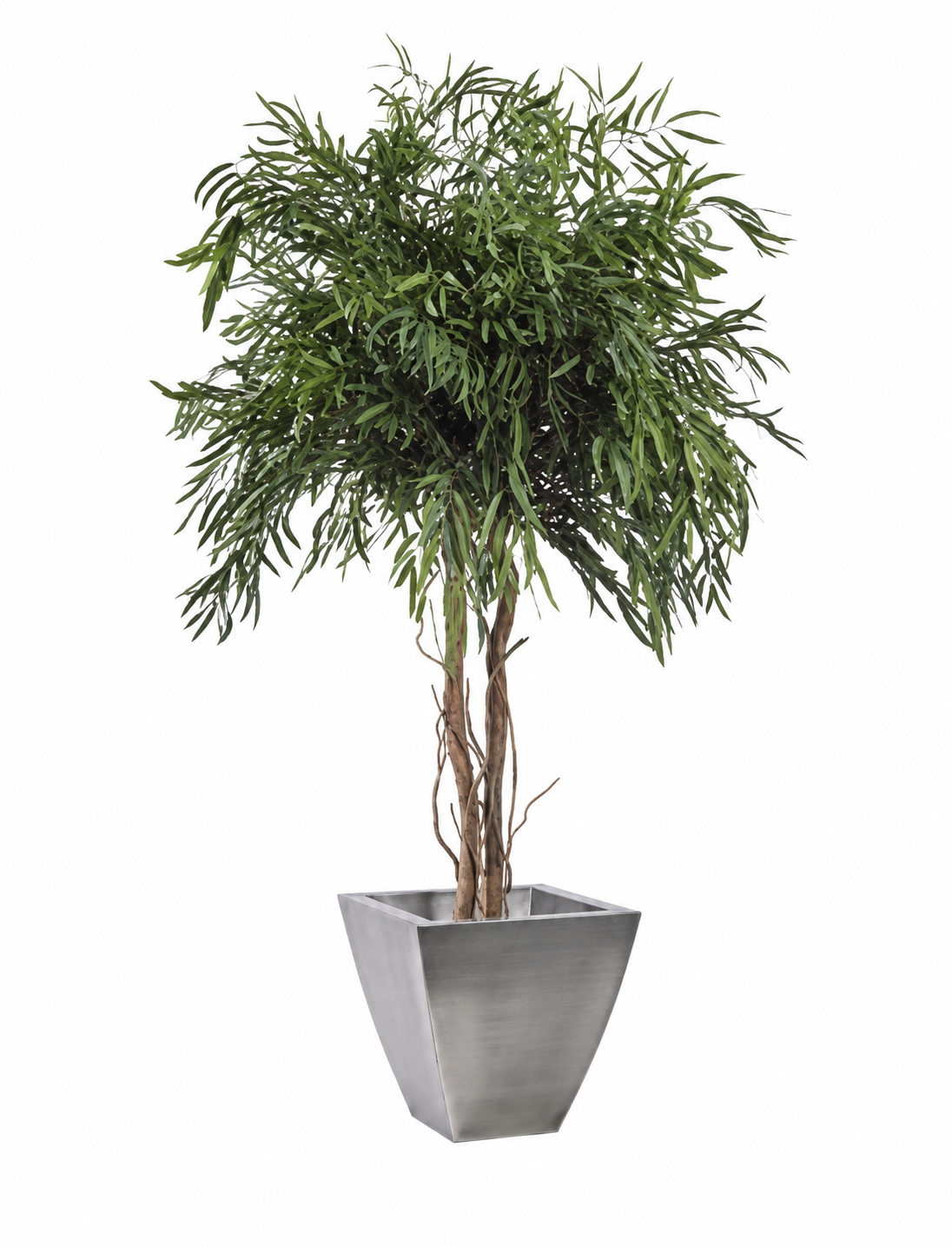 Preserved - Albero Nicoly Crown 130cm