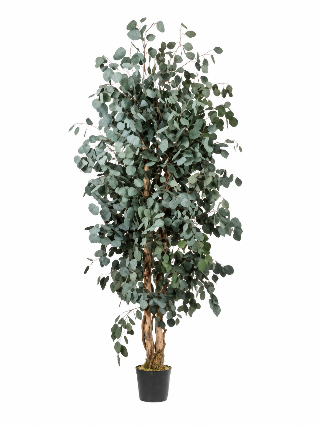 Preserved - Albero Slim Populus 180cm