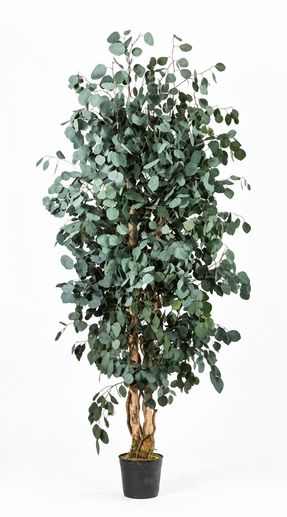 Preserved - Albero Wide Populus 180cm