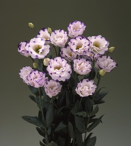 Lisianthus Arena Picotee Blue