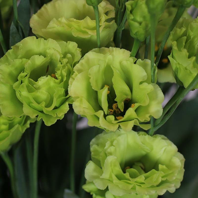 Lisianthus Do Rosanne Bright Green