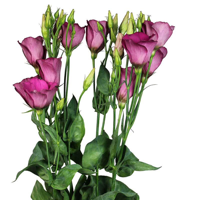 Lisianthus En Piccolo Red
