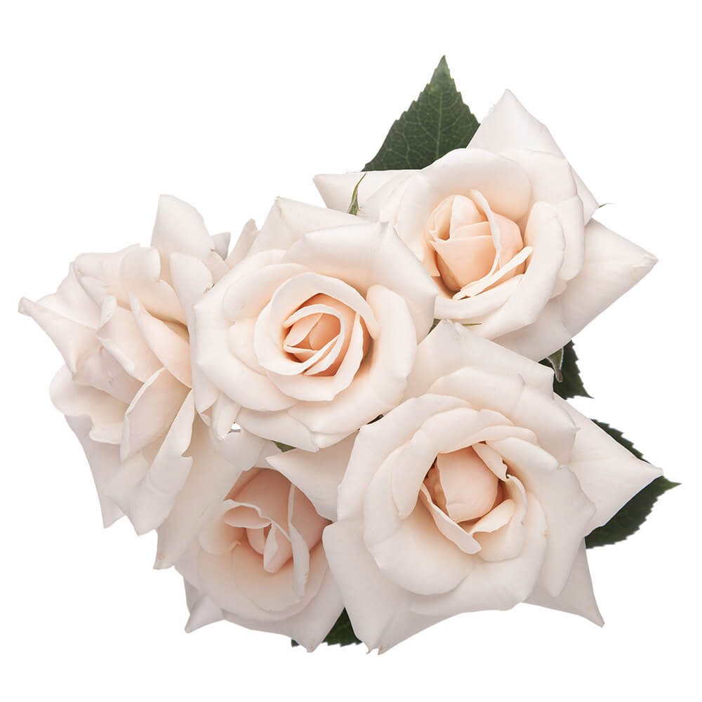Rosa Spray White Majolica In Water