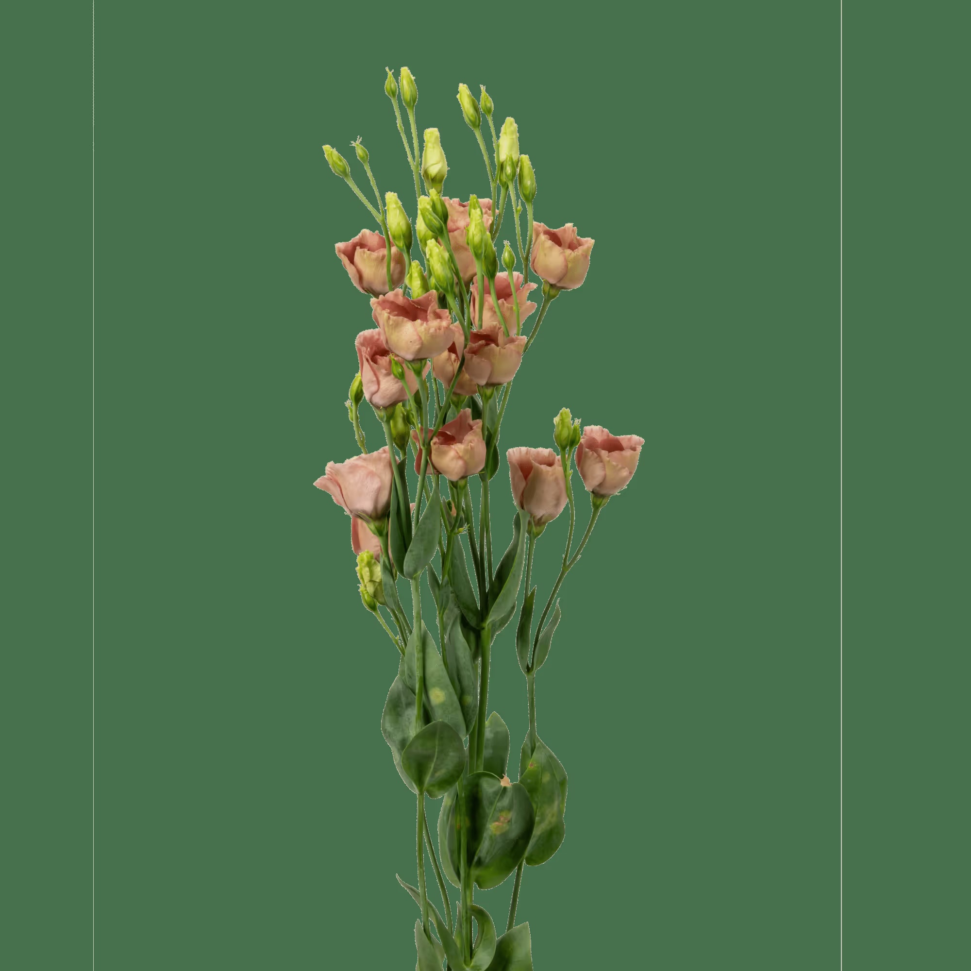 Lisianthus Bohemian Choco