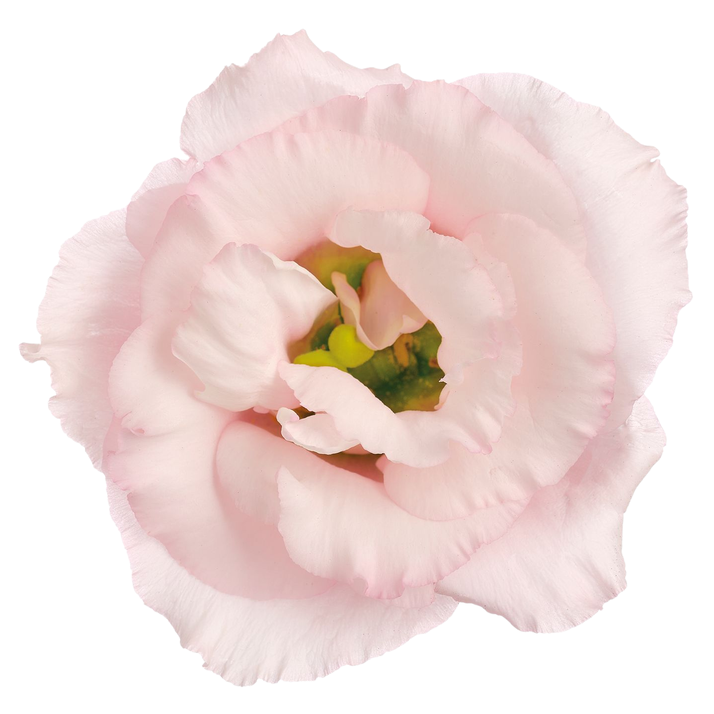 Lisianthus Lisanne Soft Pink