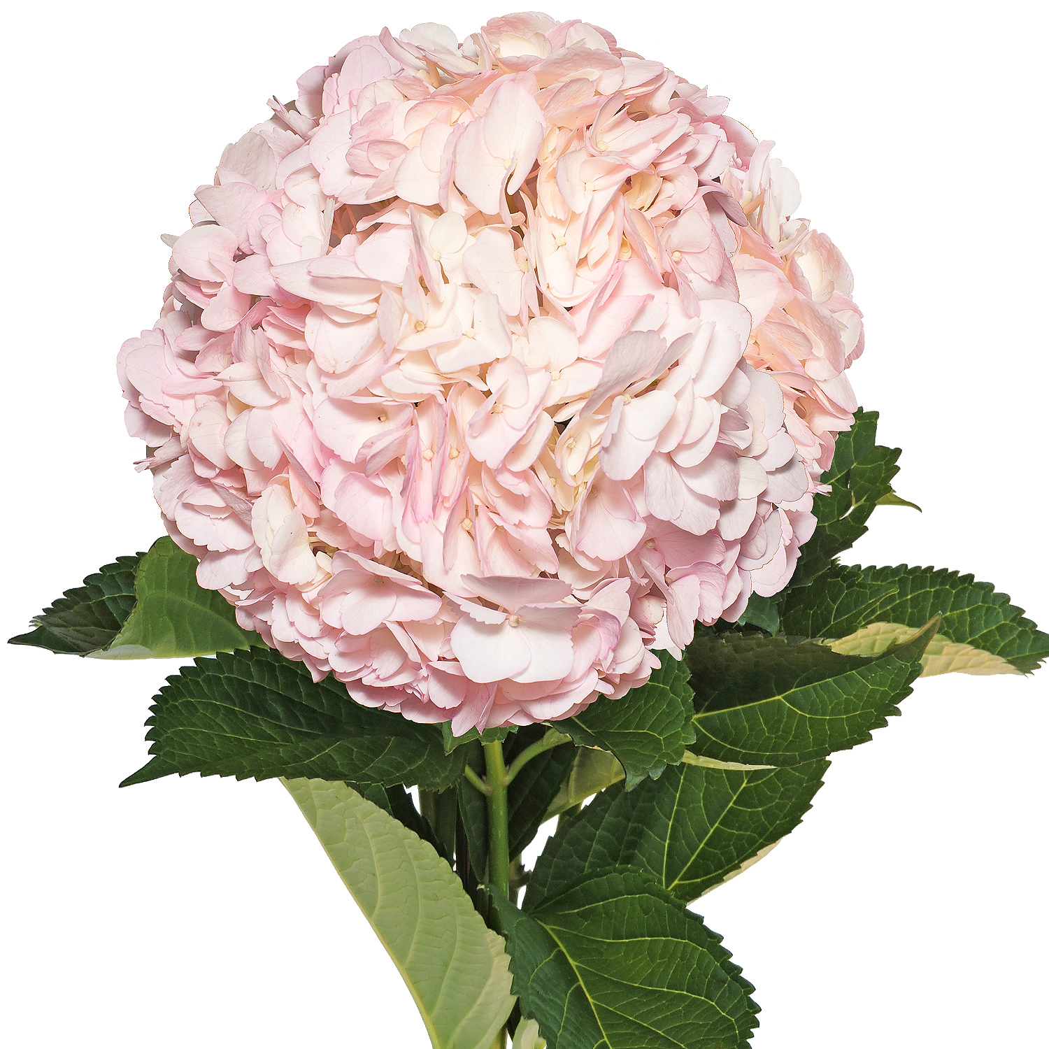 Hydrangea Light Pink Tinted