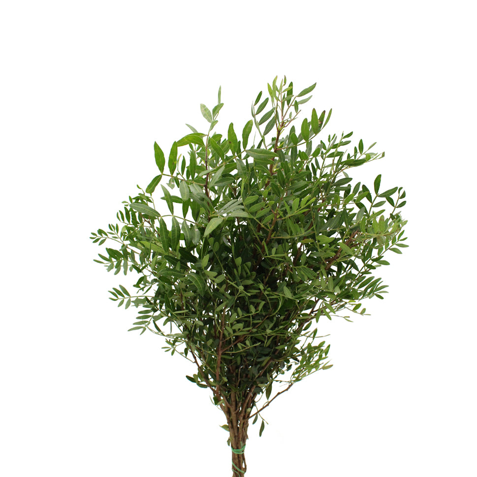Verde Pistacia