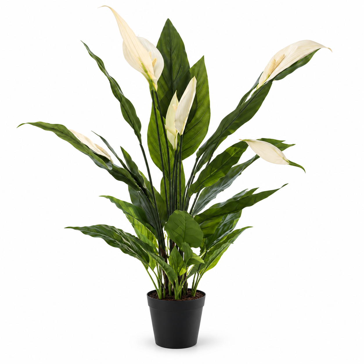 Art. Pianta Spatiphilium 36foglie-5fiori