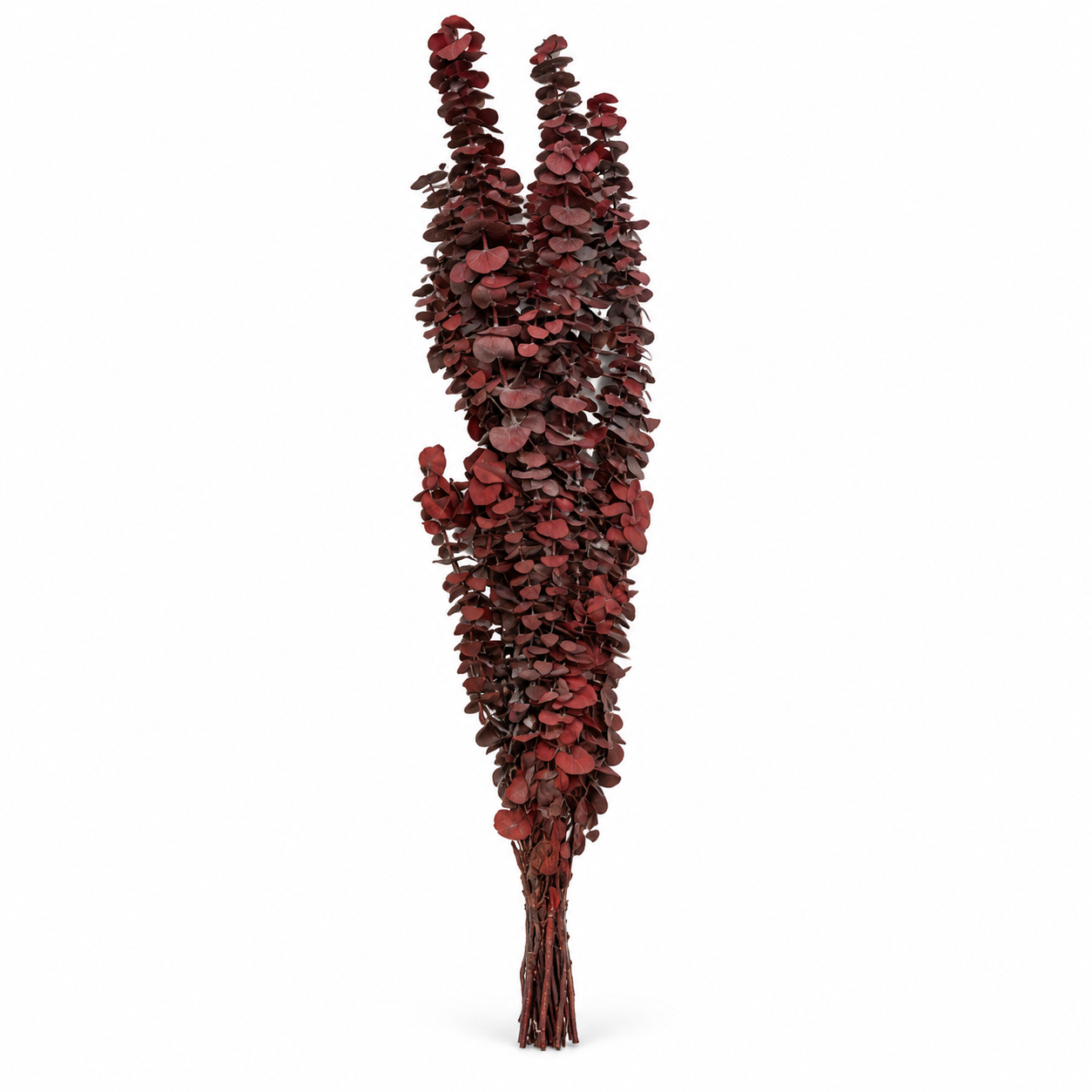 Preserved Eucalyptus Baby Blu - Rosso 150gr