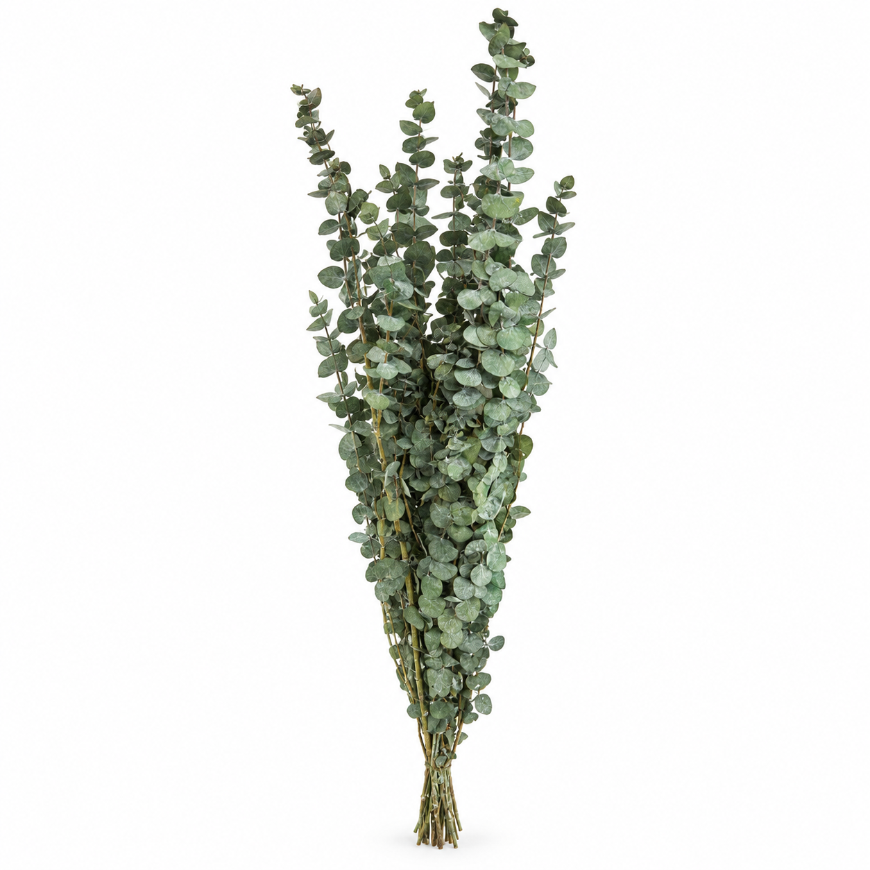 Preserved Eucalyptus Baby Blu - Verde 150gr