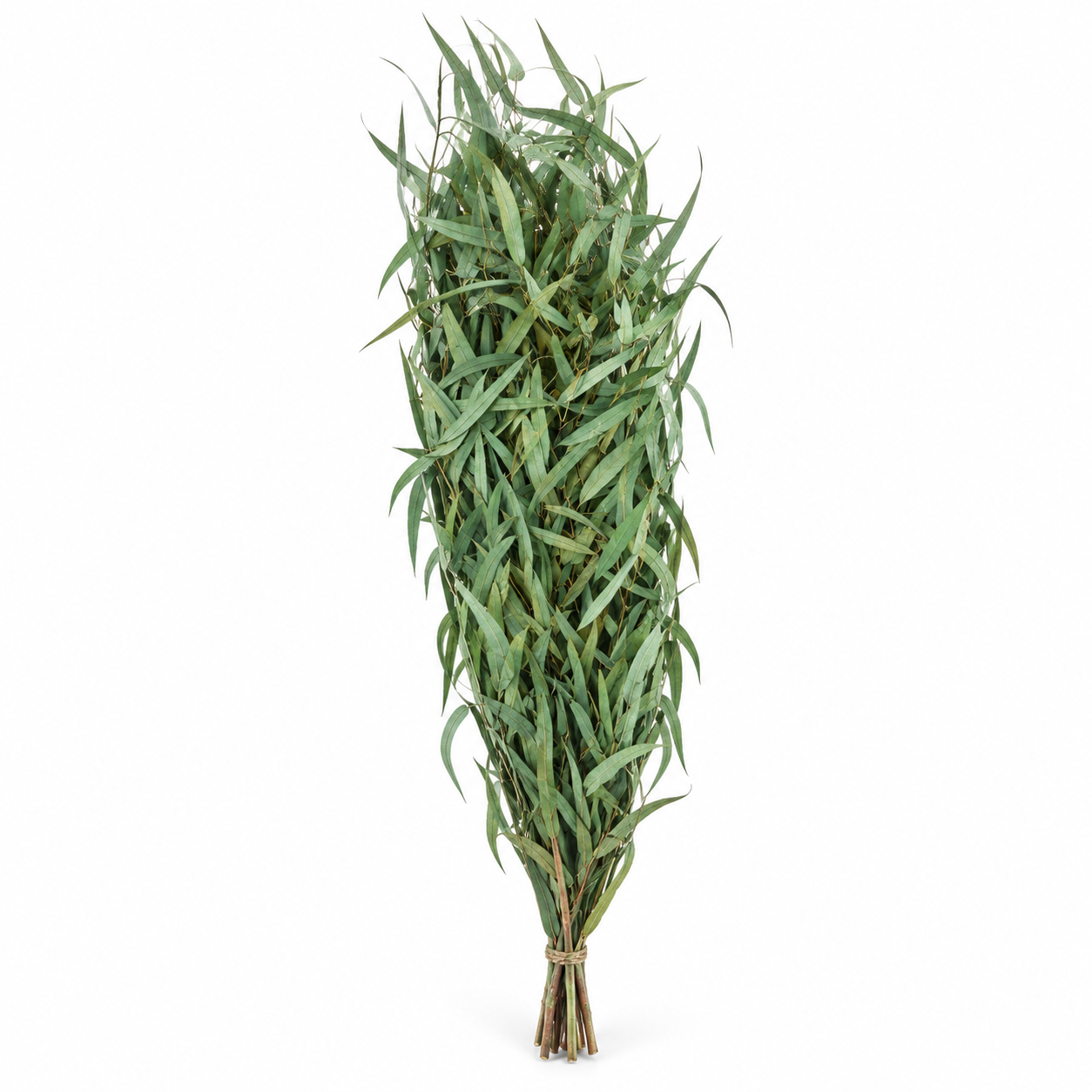 Preserved Eucalyptus Nicoly - Verde 150gr